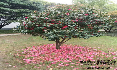 中財(cái)在職研究生攻讀方式有哪些？